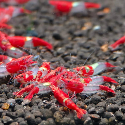 Red Rilli Shrimp