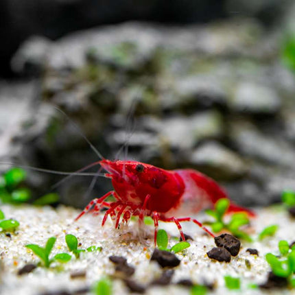 Red Rilli Shrimp