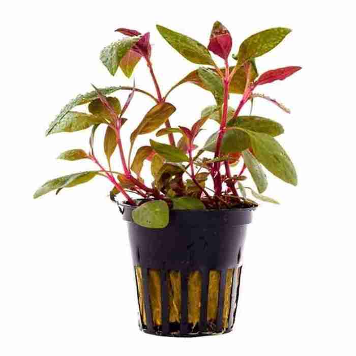 Reineckii Lilacina Vibrant Aquarium Background Plant