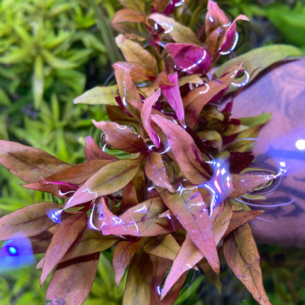 Reineckii Lilacina Vibrant Aquarium Background Plant