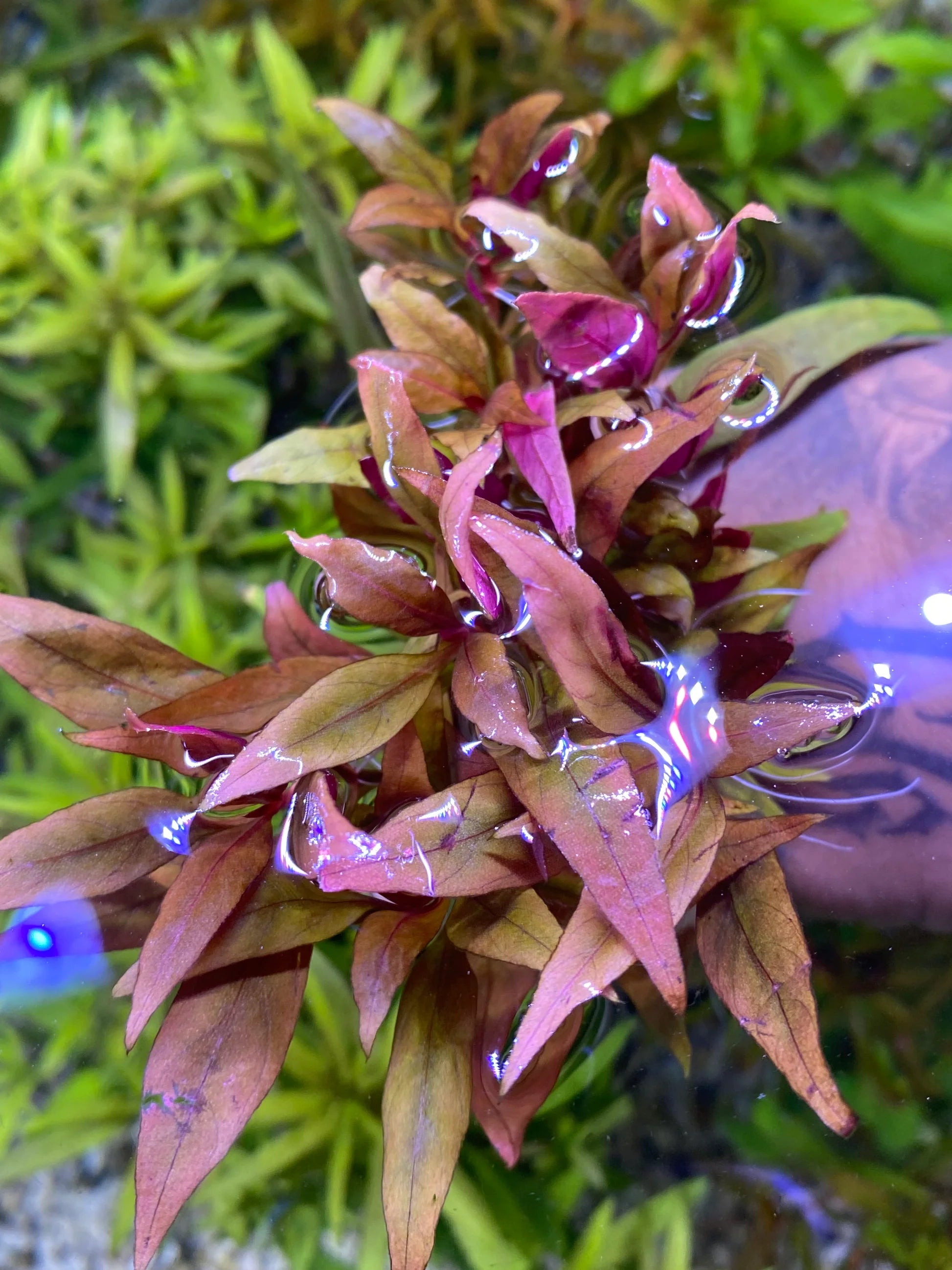 Reineckii Lilacina Vibrant Aquarium Background Plant