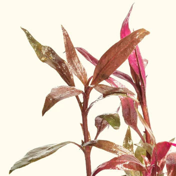 Rosaefolia Signature Stems