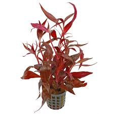 Reineckii Rosaefolia Rosy Hued Beauty for Aquascapes