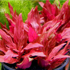 Reineckii Rosaefolia Rosy Hued Beauty for Aquascapes