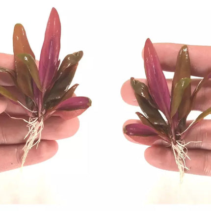 Reineckii lilacina’s Luxurious Stems