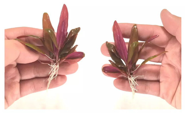 Reineckii lilacina’s Luxurious Stems