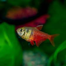 Rio Tetra Fish Vibrant, Peaceful, and Perfect for Community Aquariums