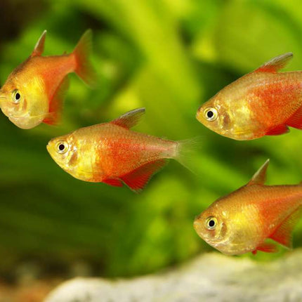 Rio Tetra Fish Vibrant, Peaceful, and Perfect for Community Aquariums
