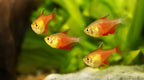 Rio Tetra Fish Vibrant, Peaceful, and Perfect for Community Aquariums