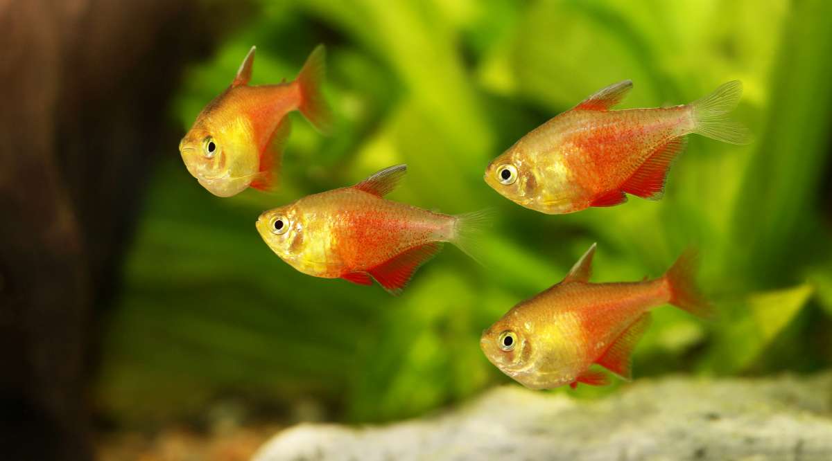 Rio Tetra Fish Vibrant, Peaceful, and Perfect for Community Aquariums