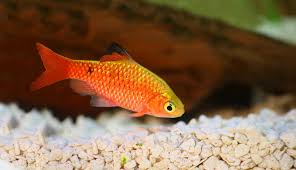 Rosy Barb (Pethia conchonius)  Vibrant, Active, and Easy to Care For