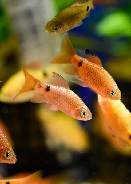 Rosy Barb (Pethia conchonius)  Vibrant, Active, and Easy to Care For