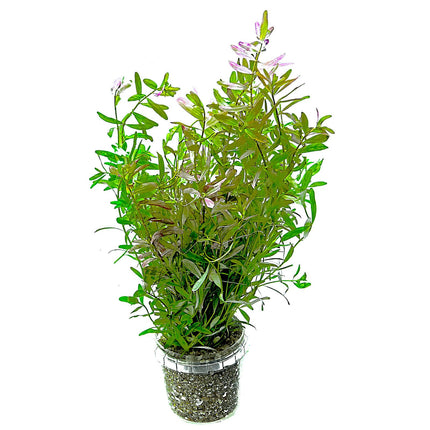 Rotala Ceylon – Epic Aquatics