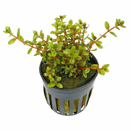 Rotala H’ra – Epic Aquatics