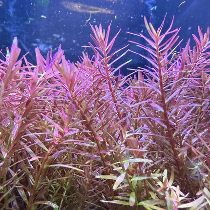 Rotala H’ra – Epic Aquatics