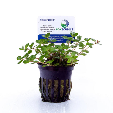 Rotala “Green” – Epic Aquatics
