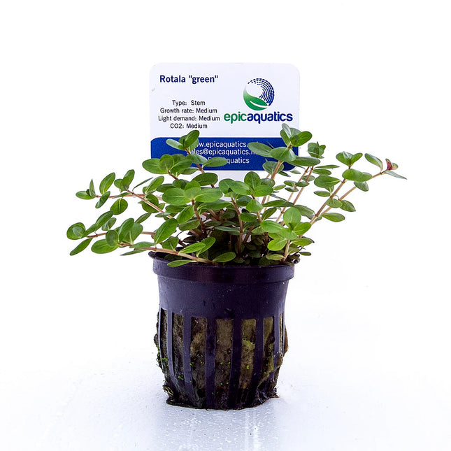 Rotala “Green” – Epic Aquatics