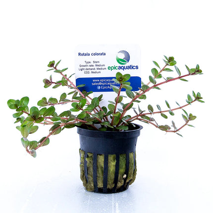 Rotala colorata – Epic Aquatics