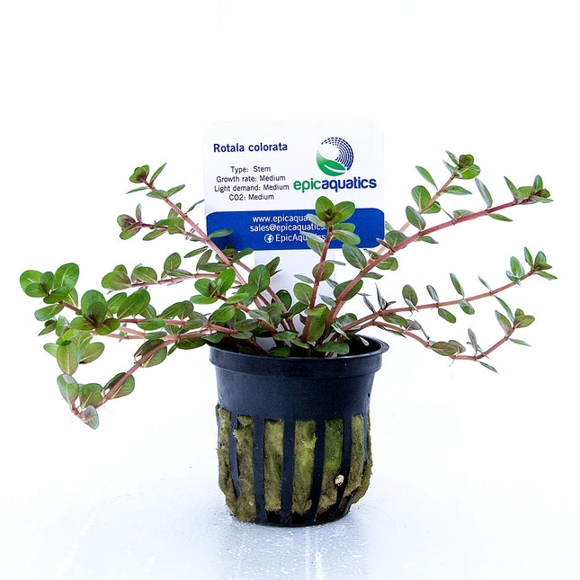 Rotala colorata – Epic Aquatics