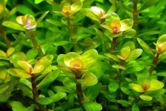Rotala colorata – Epic Aquatics
