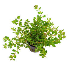 Rotala rotundifolia – Epic Aquatics