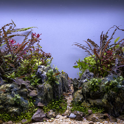 Scape N – Epic Aquatics