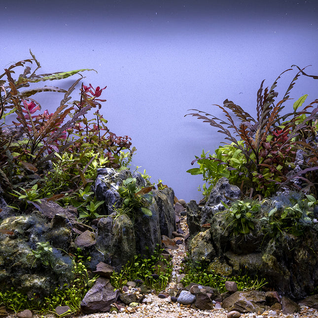 Scape N – Epic Aquatics