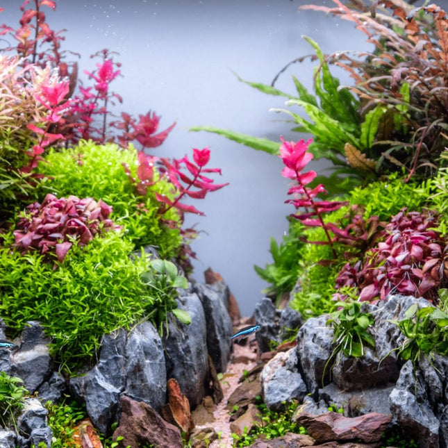 Scape Complete – Epic Aquatics