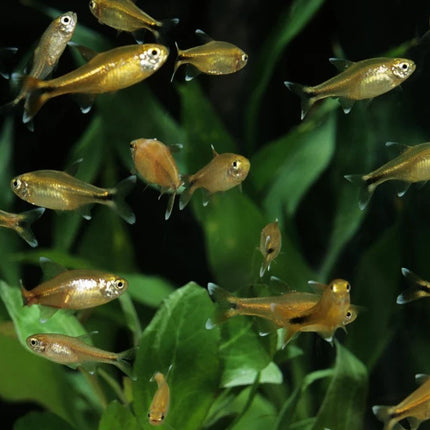 Silvertip Tetra Sparkling Energy for the Modern Aquarium