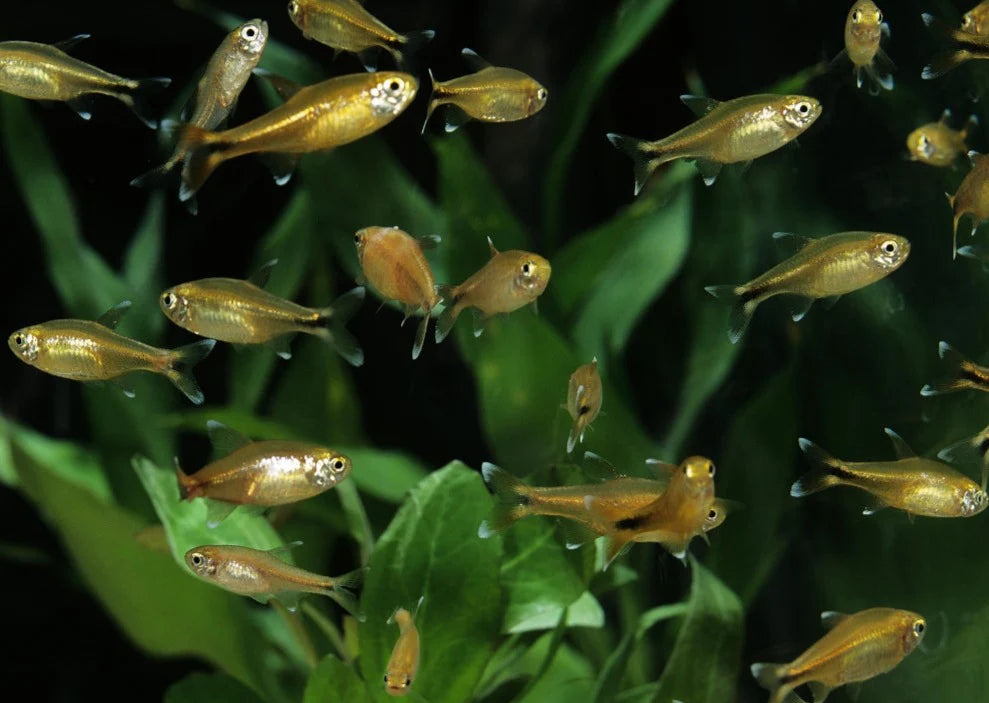 Silvertip Tetra Sparkling Energy for the Modern Aquarium