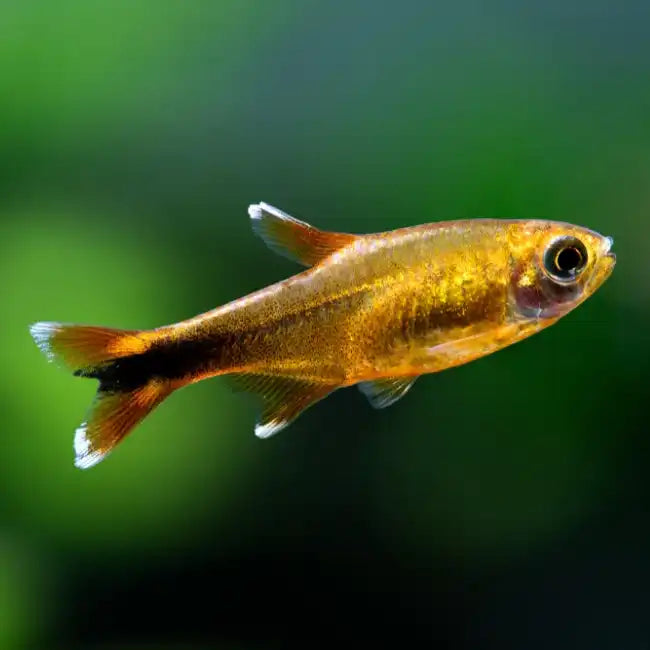 Silvertip Tetra Sparkling Energy for the Modern Aquarium