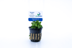Staurogyne repens – Epic Aquatics