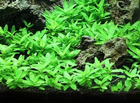 Staurogyne repens – Epic Aquatics
