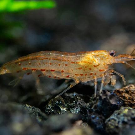 Sun Orange Amano Shrimp (Caridina multidentata) - Each