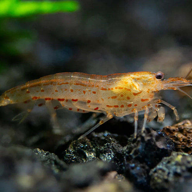 Sun Orange Amano Shrimp (Caridina multidentata) - Each