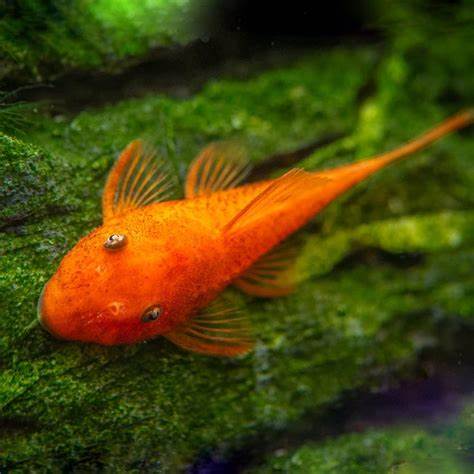 Super Red Pleco (Ancistrus cf. cirrhosus) – Vibrant Algae-Eating Bristlenose