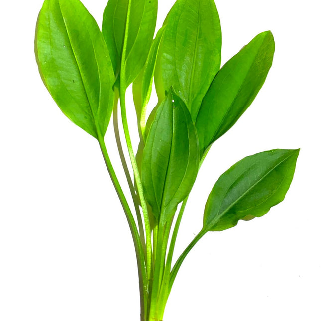 Aquatic Amazon Sword Aquarium Plant Tall (Assorted)