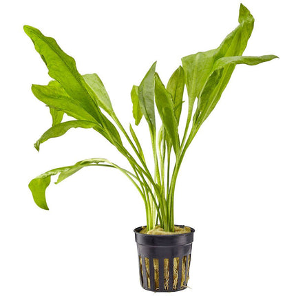 Aquatic Amazon Sword Aquarium Plant Tall (Assorted)
