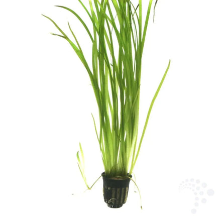Vallisneria – Hardy Background Aquarium Plant