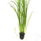 Vallisneria – Hardy Background Aquarium Plant