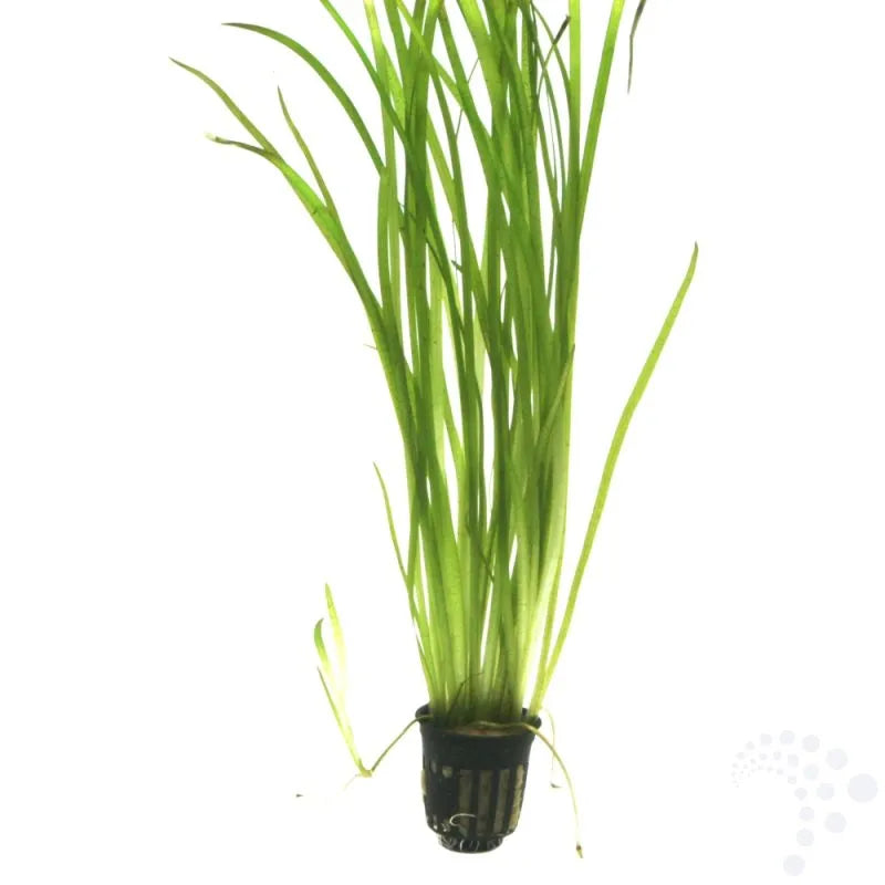 Vallisneria – Hardy Background Aquarium Plant