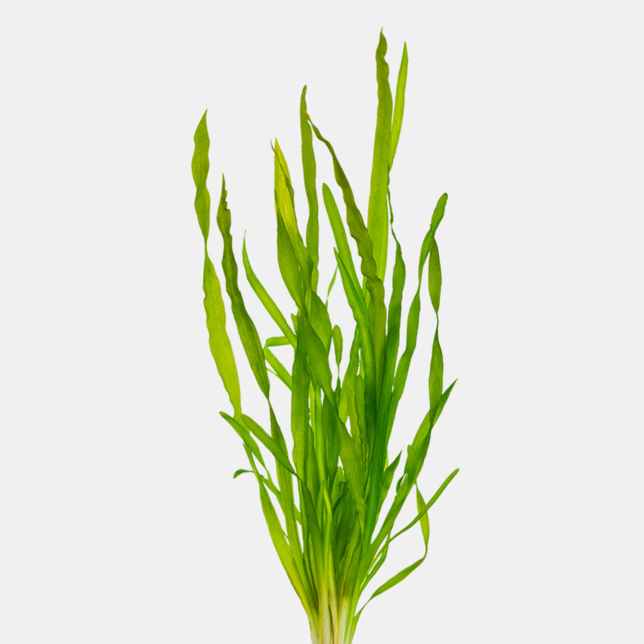 Vallisneria – Hardy Background Aquarium Plant