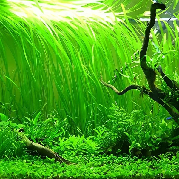 Vallisneria – Hardy Background Aquarium Plant
