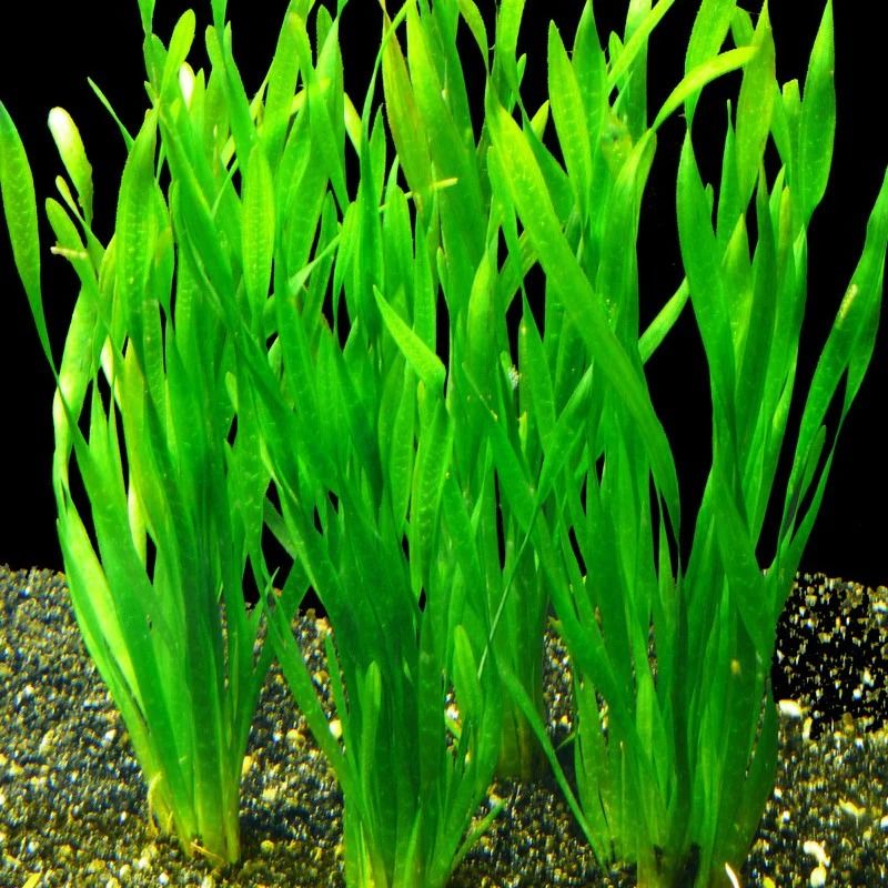 Vallisneria – Hardy Background Aquarium Plant