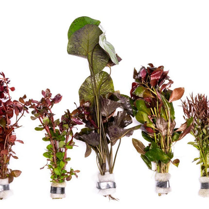 Value Combo 5 Pack – Red Aquarium Plants