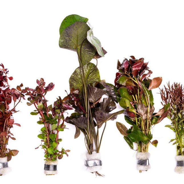 Value Combo 5 Pack – Red Aquarium Plants