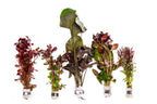 Value Combo 5 Pack – Red Aquarium Plants