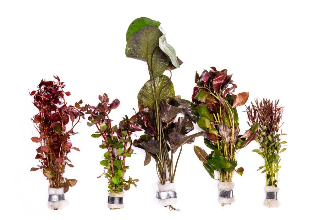 Value Combo 5 Pack – Red Aquarium Plants