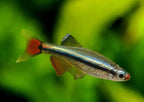 White Cloud Mountain Minnow Hardy, Peaceful, and Beautifully Subtle