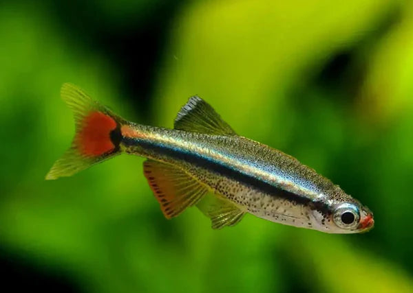 White Cloud Mountain Minnow Hardy, Peaceful, and Beautifully Subtle